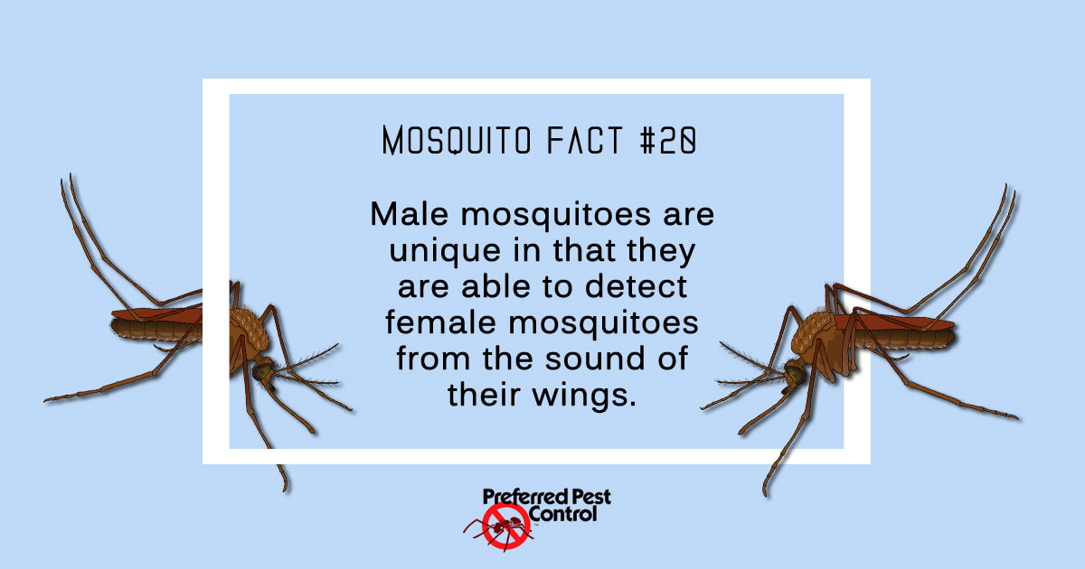 16 fascinating facts about mosquitoes thoughtco